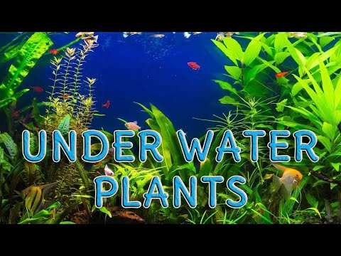Video: Underwater plants: types, names and descriptions