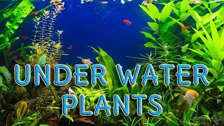 10 Exotic Underwater Plants || Underwater Plants List || Water Plants List || Exotic Plants List