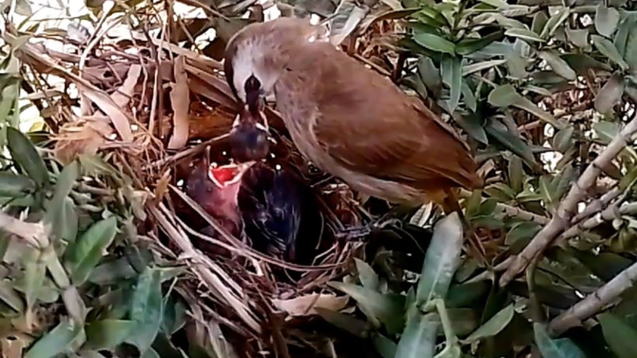 Yellow vented bulbul birds bring many insects to feed their young - YouTube