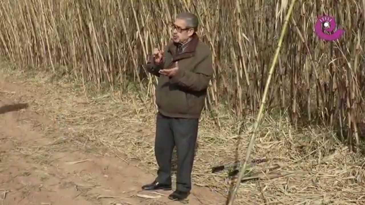 La Comarca.tv - V Arundo Donax La Puebla de Híjar