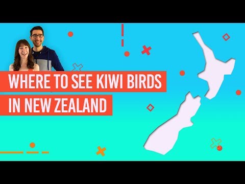 فيديو: أين ترى الكيوي في البرية في نيوزيلندا