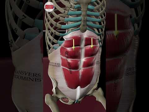 Want Visible Abs?