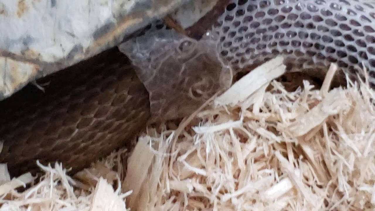 Image result for Corn Snake Shedding its Skin - YouTube