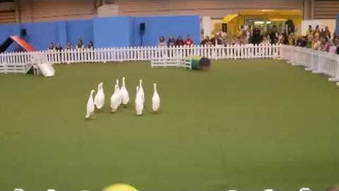 Duck Herding... oh yes. With a sheepdog.