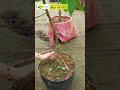 Nhãn Long Phụng Châu Cây Lỡ Chất Lượng #welofarm #caygiongchatluong #caylo