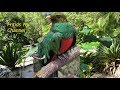 Resplendent Quetzal Bird Sound