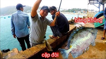 Câu cá biển, Câu Cá, Câu Ghềnh, Câu Cá Biển Tự Nhiên, Cảng Nhơn Lý : Cá Dìa 3.5g Hàng Khủng, Cá Dẫu