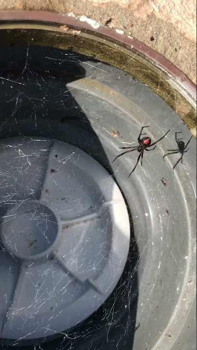 Found a black widow in a pool skimmer