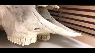 Nuts & Bolts of SEMO BIOLOGY LAB |Southeast Missouri State University, USA| Documentary!