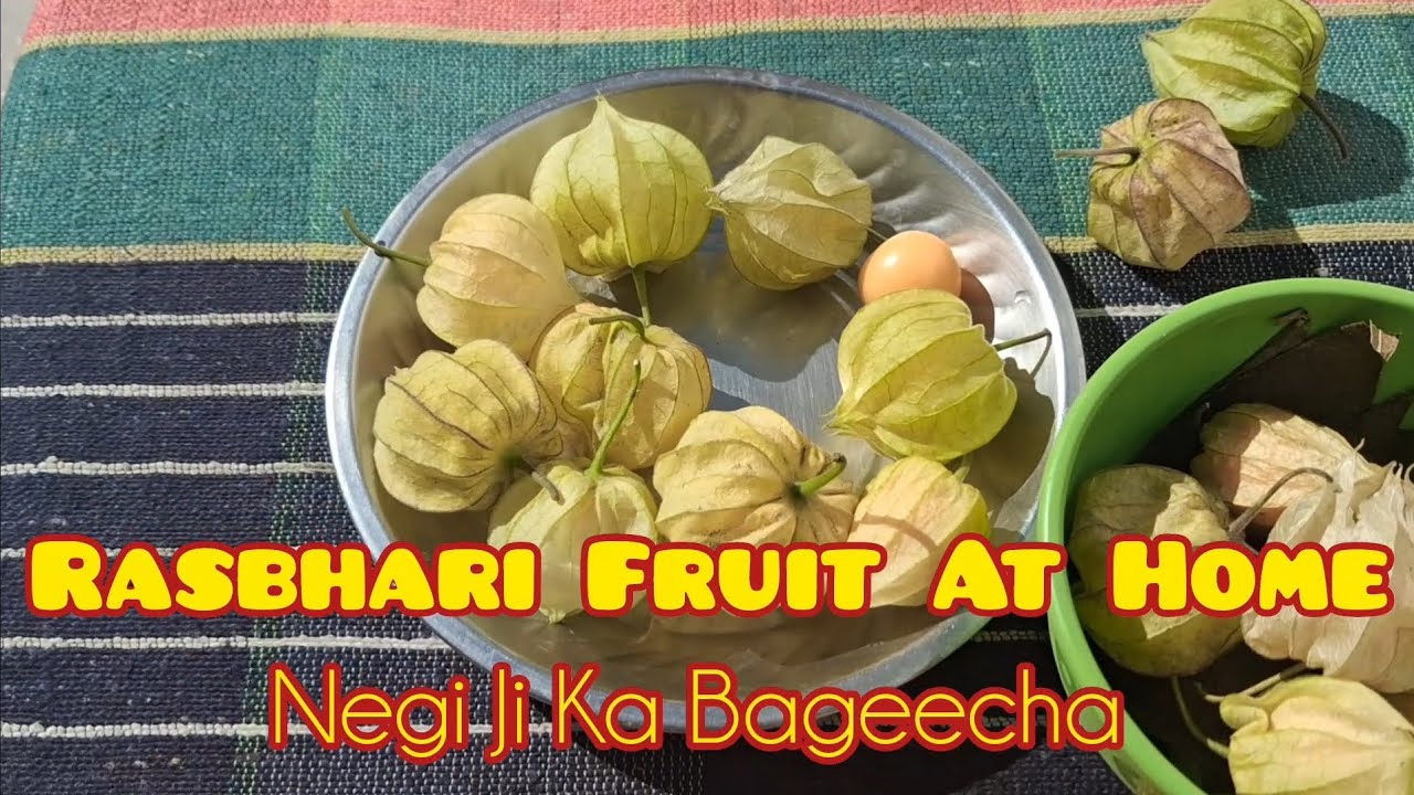 घर पर रसभरी कैसे लगाएं||नेगी जी का बगीचा