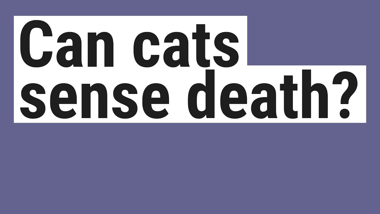 Can cats sense death? YouTube