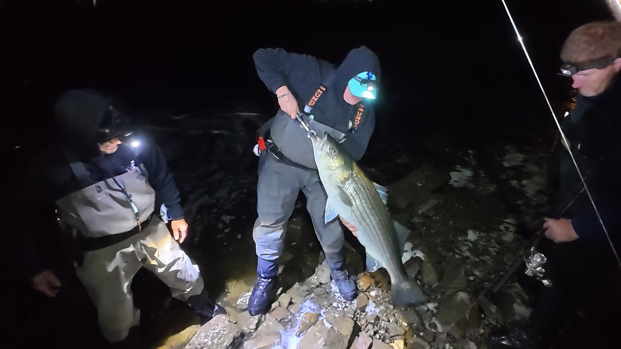 Shore Fishing for Striped Bass with the Best, Maine Surf Fishing
