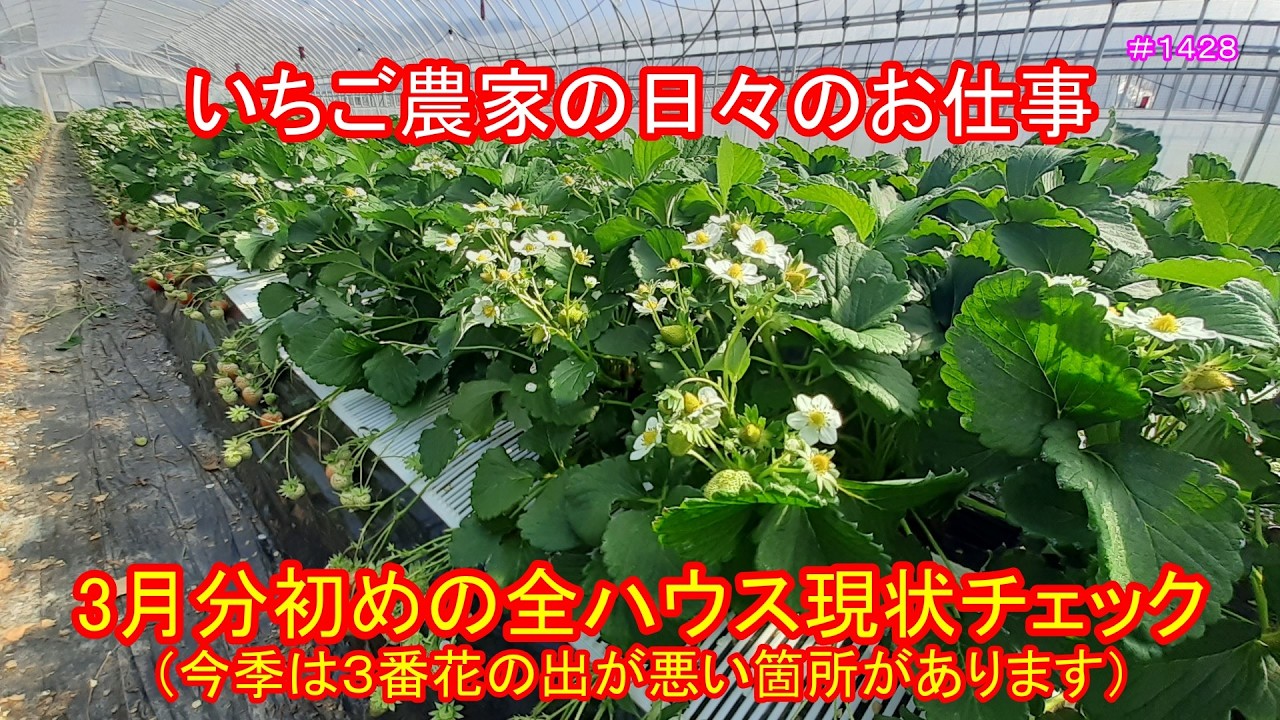３月初めの全ハウス現状チェック（今季は３番花の出が悪い箇所があります）　いちご農家の日々のお仕事　＃１４２８