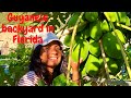 Guyanese Living in Florida. Backyard tour