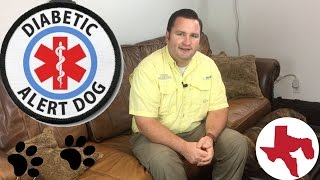 How to get a DIABETIC ALERT DOG. Step by step process. CYCLE TRAINING