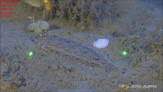 ROV video of a Sole fish and a Flat worm