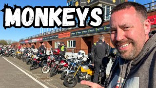 Biggest Honda Monkey Bike Event In The WORLD - Planet Of The Monkeys 3 Day 2