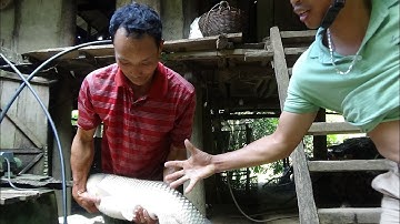 GỎI CÁ TRẮM NGON ĐÚNG VỊ NGƯỜI THÁI | TÂY BẮC DISCOVERY