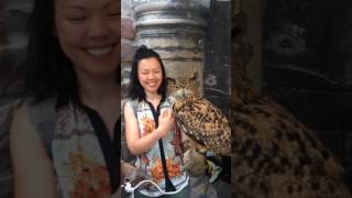 Making friends with owls in Edinburgh