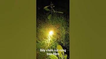 Bẫy chim cút rừng ban đêm, cả cặp đang chạy