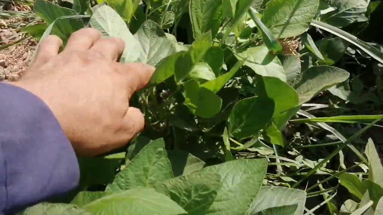 فول الصويا موسم 2023