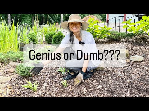 Planting Hostas in a Sunny Location! - YouTube