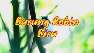 Burung Robin Biru / Berkecet biru, burung unik dengan kicauan merdu, bagus untuk masteran burung