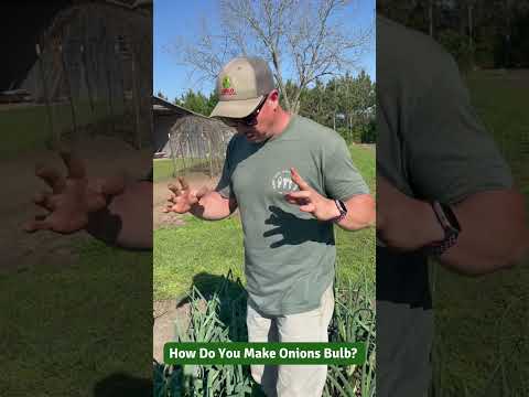 Video: Fără bulbi de ceapă - Cum se face ca ceapa să formeze un bulb