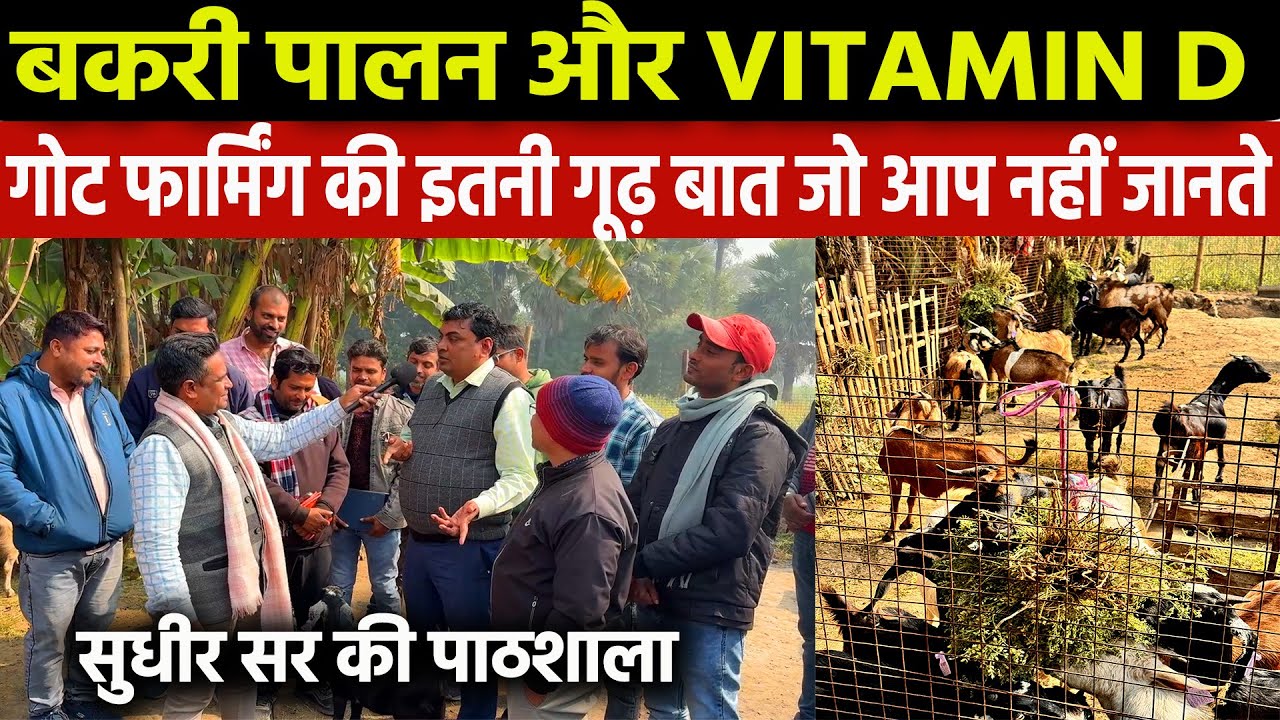 Goat Farming Business में विटामिन-D का खेल और Sudhir Sir ने ये बकरी पालन ट्रेनिंग में किसको रेल दिया