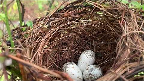 Day 12 incubating - Long tailed Shrike