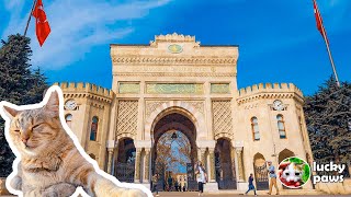 569 Yıllık İstanbul Üniversitesinde Yaşayan Sokak Kedileri Öğrencilerle Arkadaş Olmayı Reddedemiyor