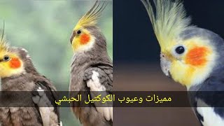 مميزات وعيوب الكوكتيل الحبشي