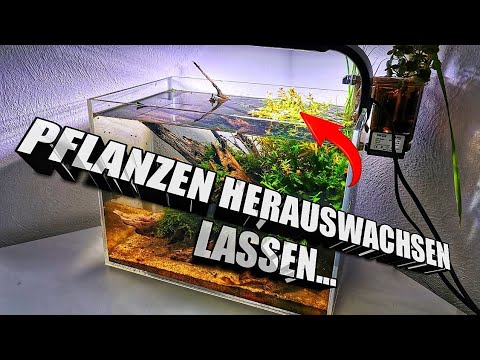 Video: Wie Man Pflanzen Aus Einem Aquarium Wäscht