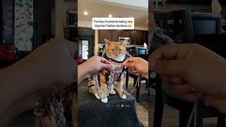 The 🍊 brain cell takes time to process 🤭 #seventheorangecat #himalayathetabby #catfashion #cat