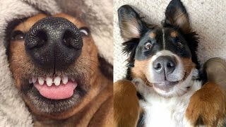 🤣 Funniest 🐶 Dogs and 😻 Cats - Awesome Funny Pet Animals Videos 😇 Best funny4 by Best Funny4 1,510 views 3 years ago 14 minutes, 57 seconds