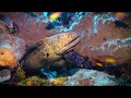 Diving Bali, Indonesia: Moray eel cleaning station (muck diving)