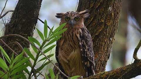 Suara Burung Hantu Yang Meresahkan Telinga warning call owl