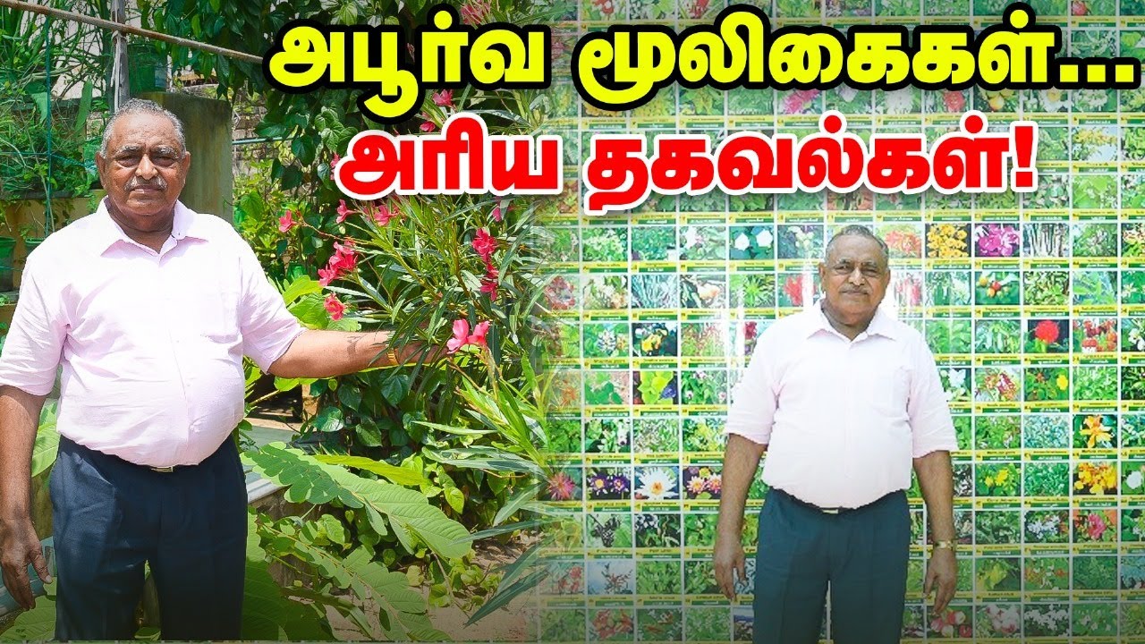 நோய்களில் இருந்து தப்பிக்க இந்த மூலிகைகள் போதும் | Herbal Garden -ல் அசத்தும் சித்த மருத்துவர்!