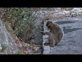 Study finds Gibraltar's macaques eat soil to settle their stomachs after junk food