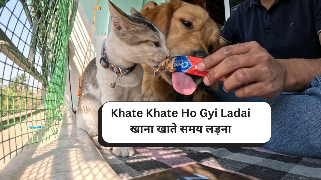 Jerry Aur Toffee Ki Hui Ladai || Dog & Cat Fight || Daily Vlogs @SaTyamRaWaTvloGs