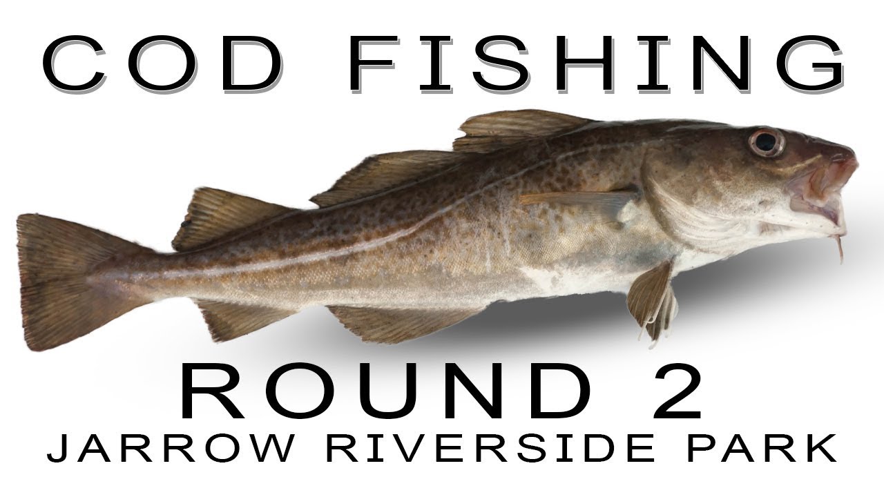 Whats The Best Bait For Cod How To Rig Cuttlefish And Peeler Crab