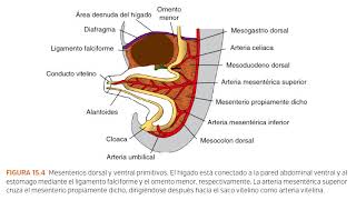 Langman: Capítulo 7 - El tubo intestinal y las cavidades corporales. (Resumen)