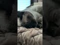 ズーズー寝るシャム猫🐱 - Cats Sleeping - #shorts #cat