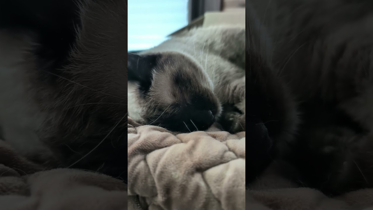 ズーズー寝るシャム猫🐱 - Cats Sleeping - #shorts #cat