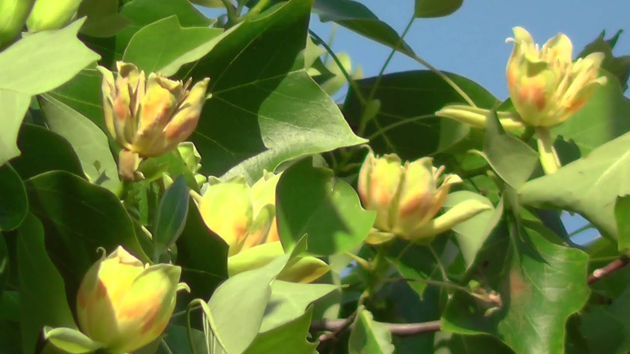 Tulpenbaum in unserem Garten YouTube
