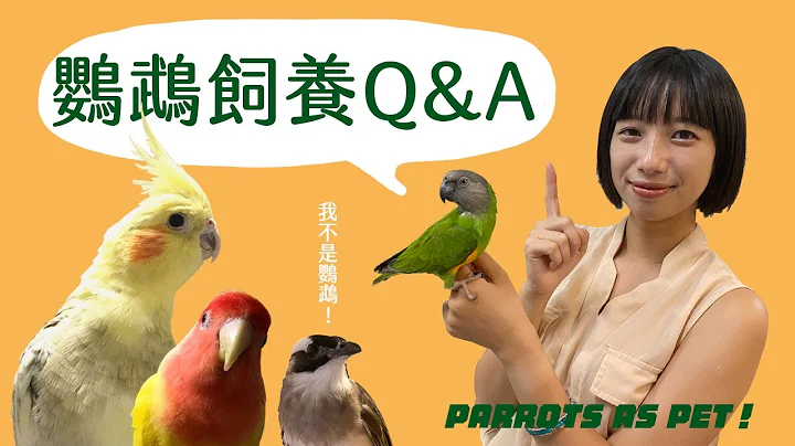 鹦鹉到处拉屎怎么办？鹦鹉饲养Q&A！｜塞内加尔鹦鹉、玄凤、小鹦｜编辑小姐Yuli - 天天要闻