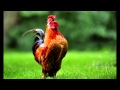 Sonnerie reveil chant du coq