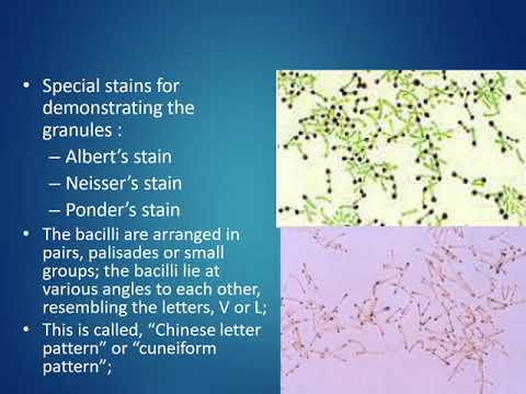 Corynebacterium diptheriaeae   MORPHOLOGY CULTURAL CHARACTERISTICS