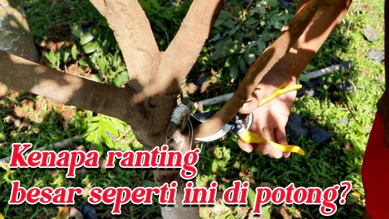 Pruning pohon kelengkeng usia 2 tahun #adyrajalengkeng #lengkeng #itohsuper #newkristal #greengarden