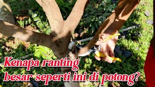 Pruning a 2-Year-Old Longan Tree #adyrajalengkeng #longan #itohsuper #newkristal #greengarden
